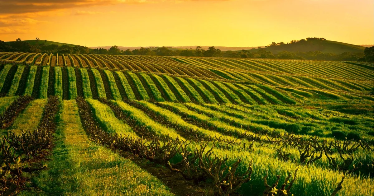 Old bush-vine Shiraz rows at sunset in the Barossa Valley
