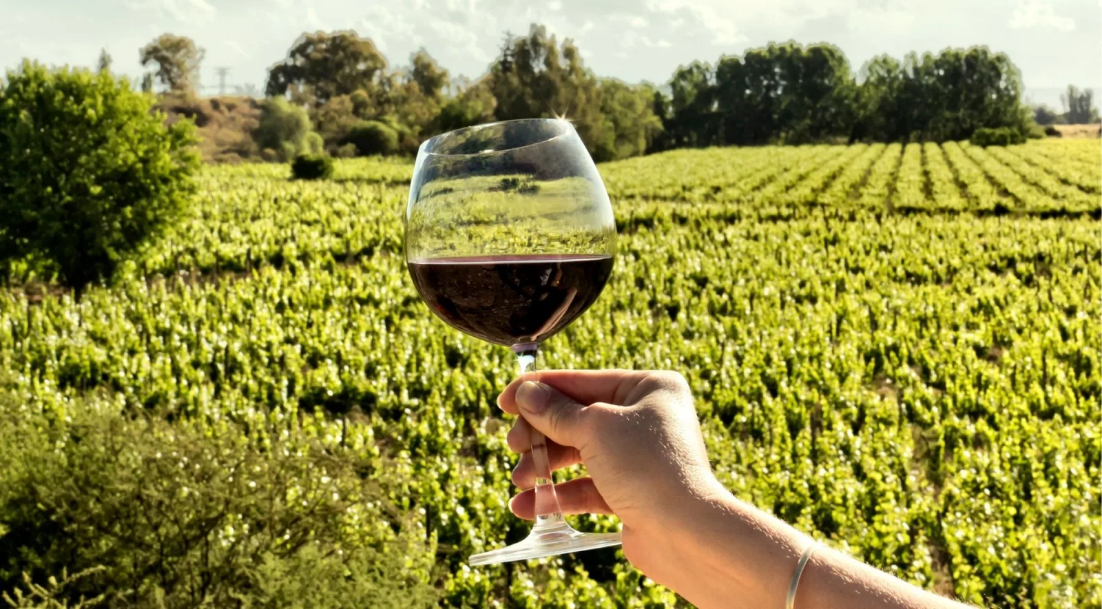 Hand holding a glass of red wine in front of sunlit vineyard rows