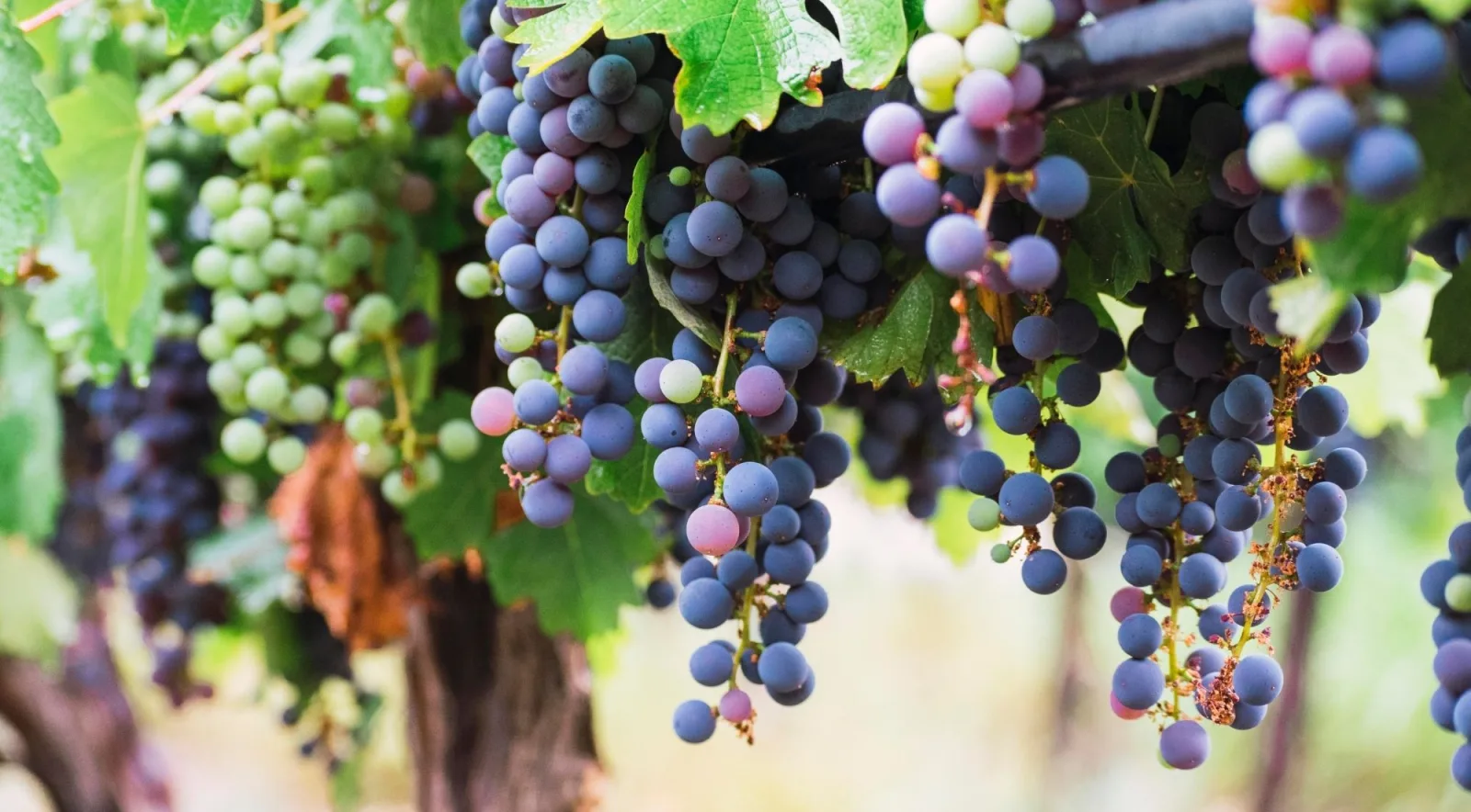 Bunches of ripening dark and green wine grapes hanging under vine leaves