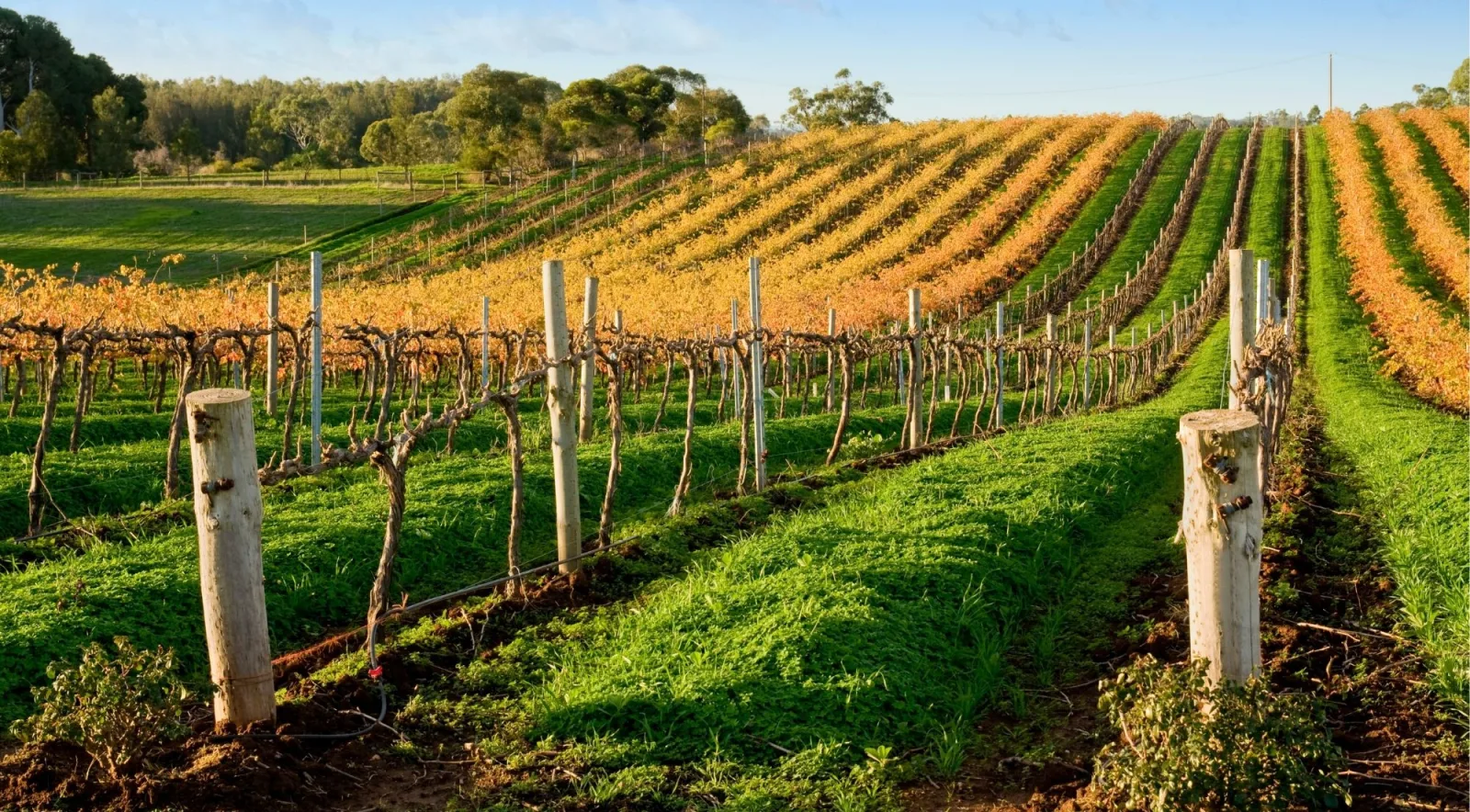 Autumn vine rows turning gold on a Barossa hillside under a clear blue sky