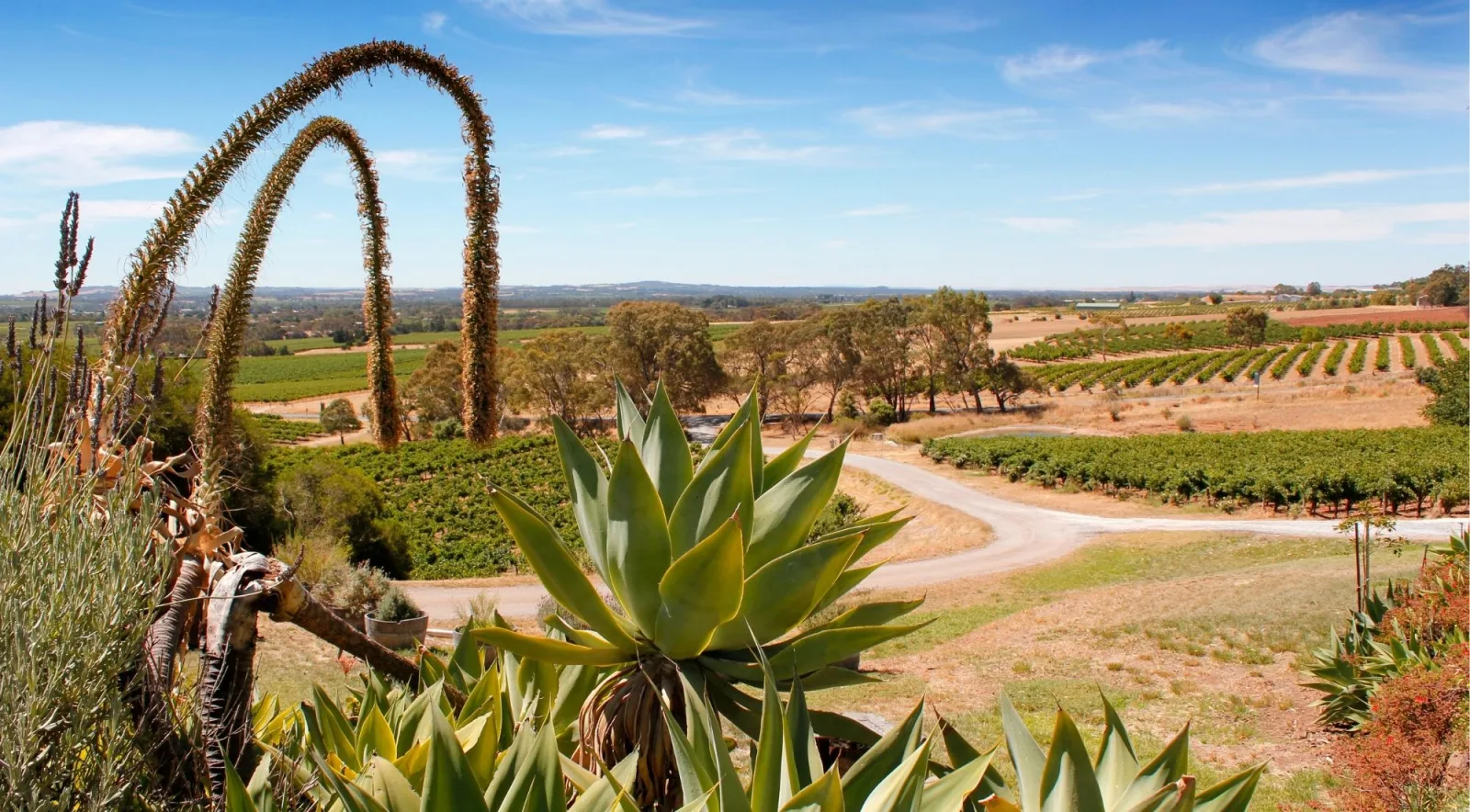 View from a Barossa lookout over vineyards, dry paddocks and an agave in the foreground