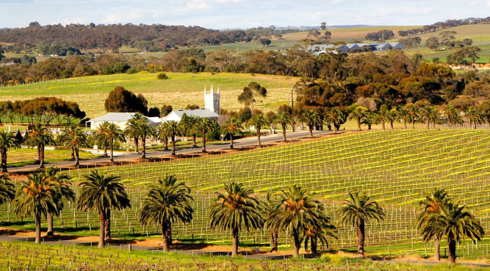 Date palms lining a road past a bluestone church and vineyards in the Barossa Valley