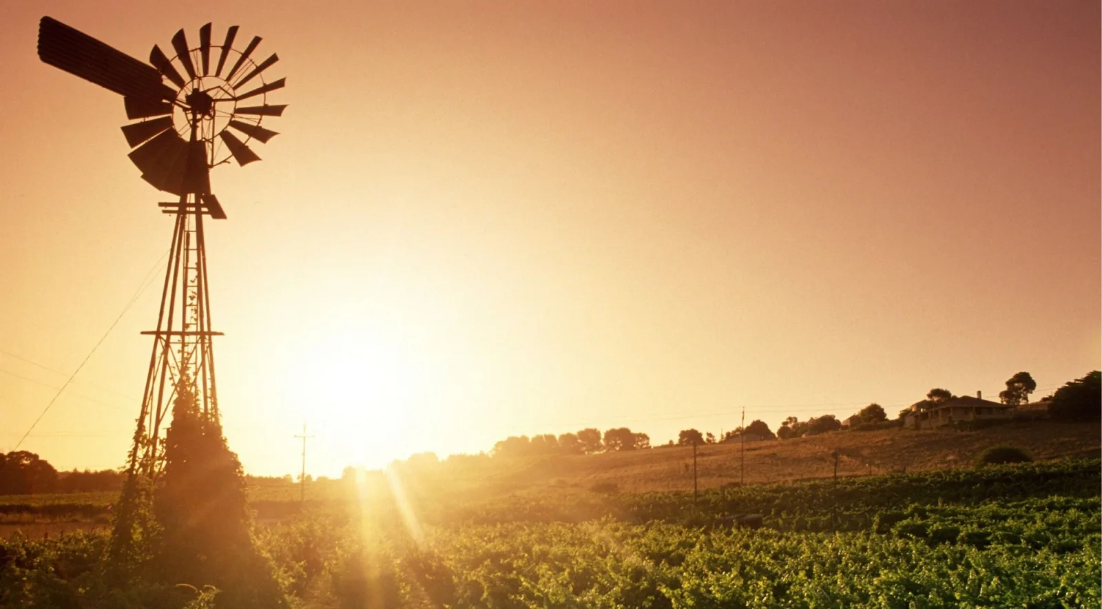 Silhouetted farm windmill above vine rows at sunrise in South Australian wine country