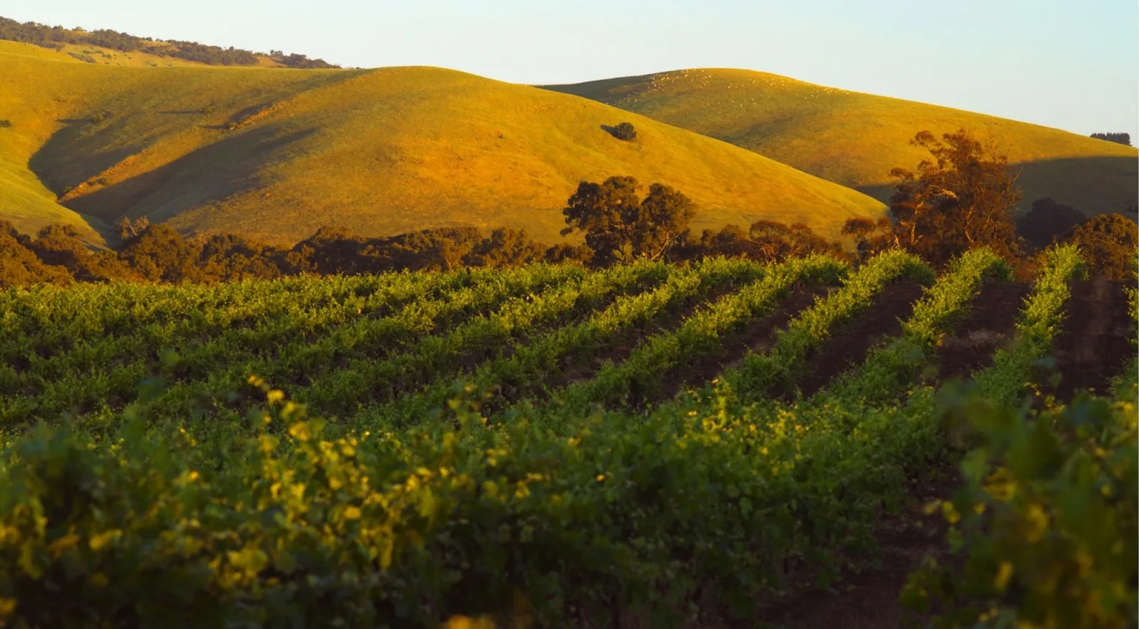 Golden hills rising behind dark green vine rows at sunset in South Australian wine country
