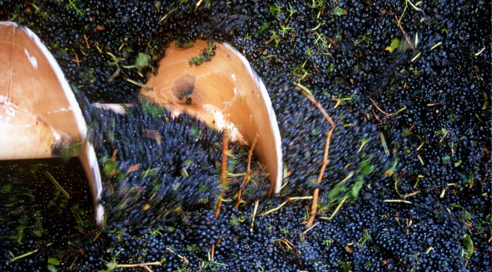 Crushed dark red grapes and stalks tipping from a stainless press during vintage