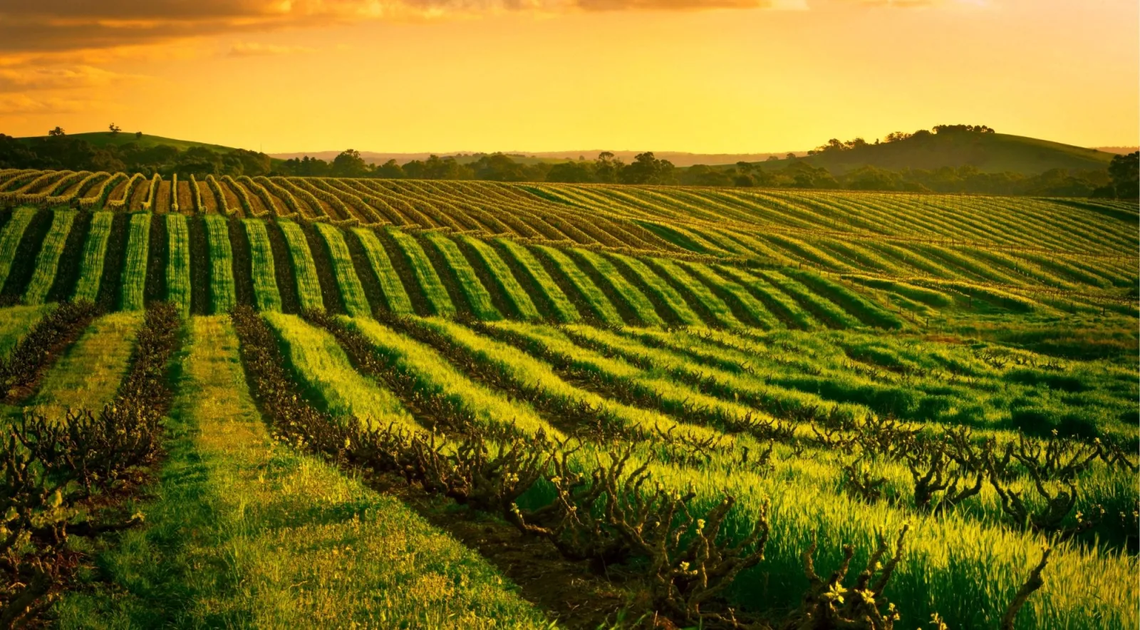 Low sun over rows of gnarled old bush vines on rolling South Australian hills