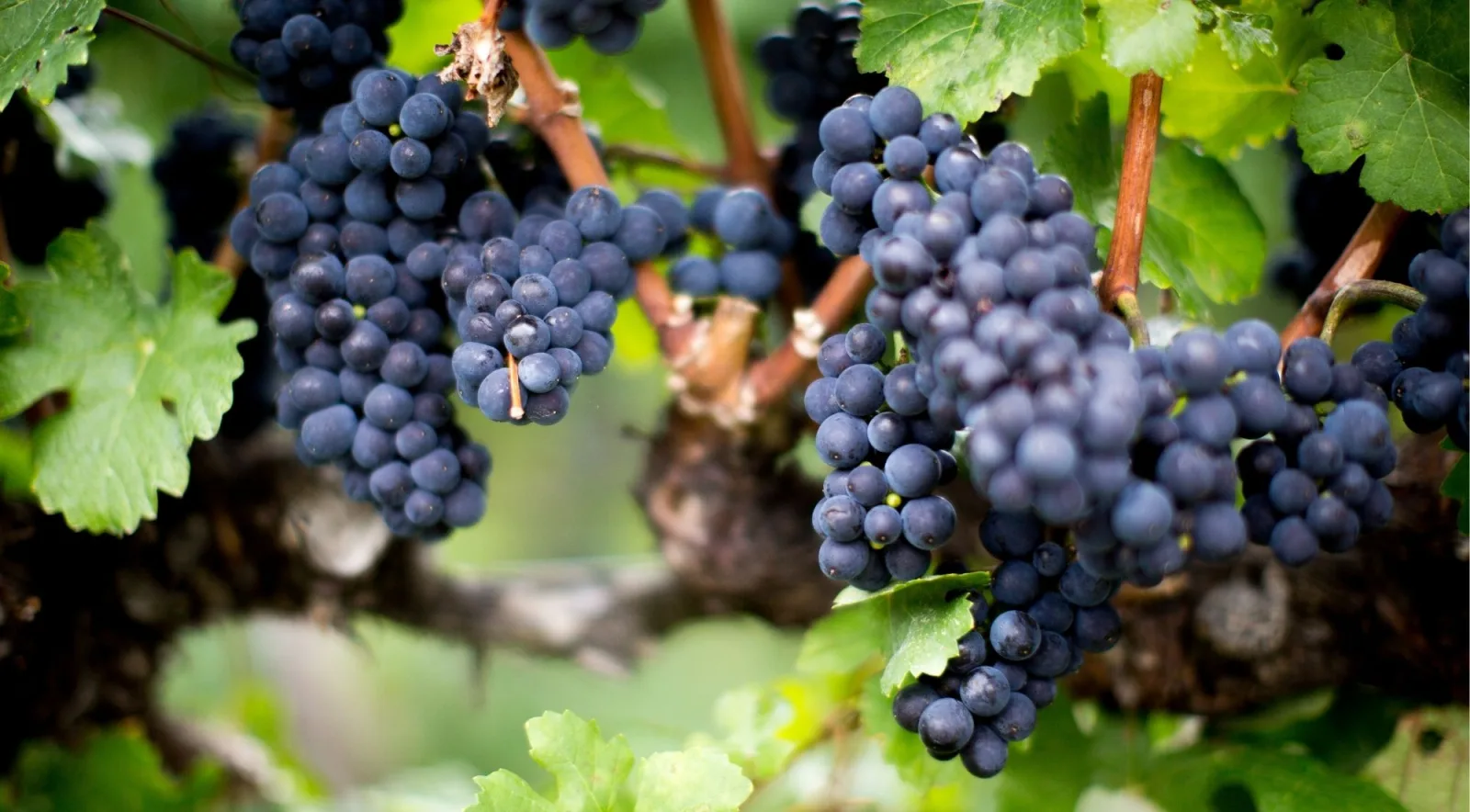 Close-up of dense blue-black wine grape bunches on an old vine