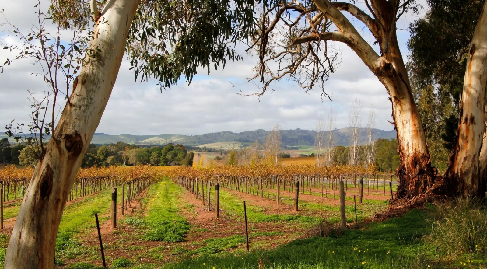 River red gums framing rows of autumn vines and red soil with the Barossa Ranges beyond