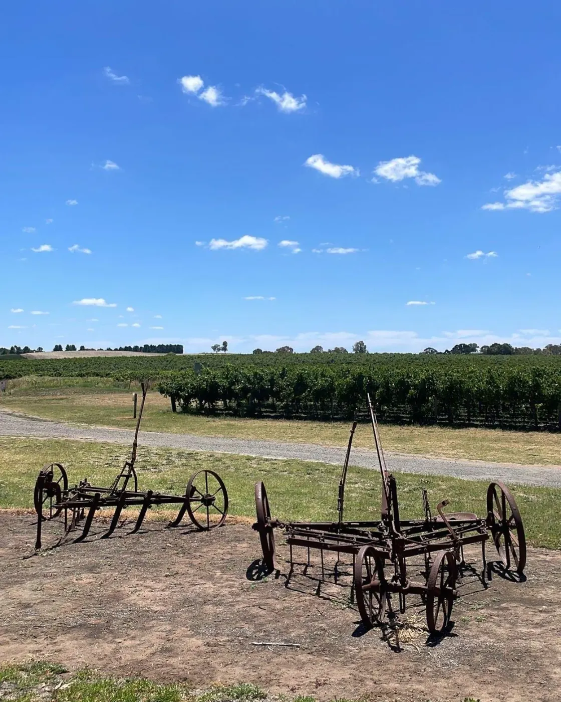 Antique horse-drawn plough standing in front of Barossa vine rows under a blue sky