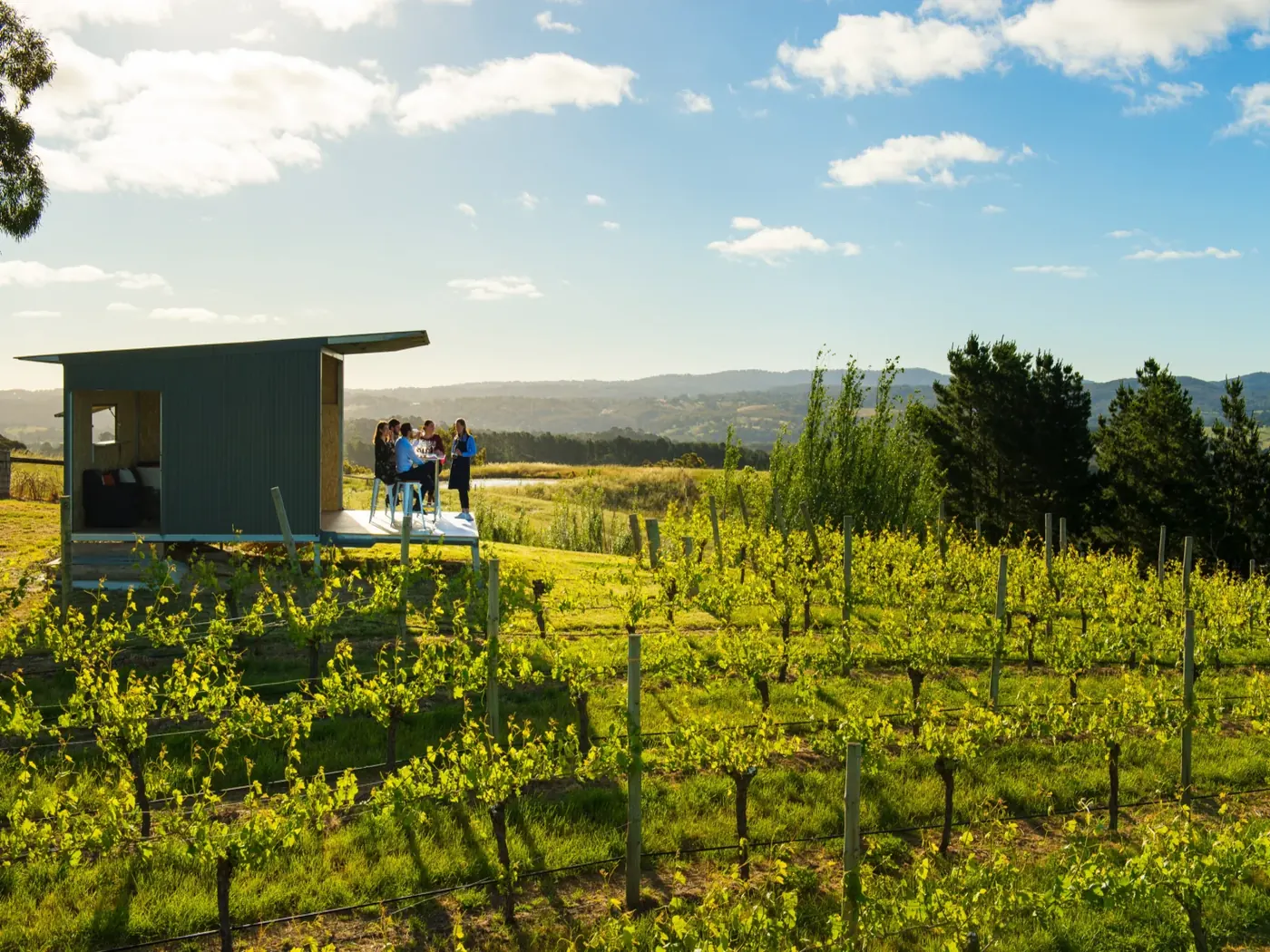 Small timber tasting hut set among vine rows with the Barossa ranges beyond