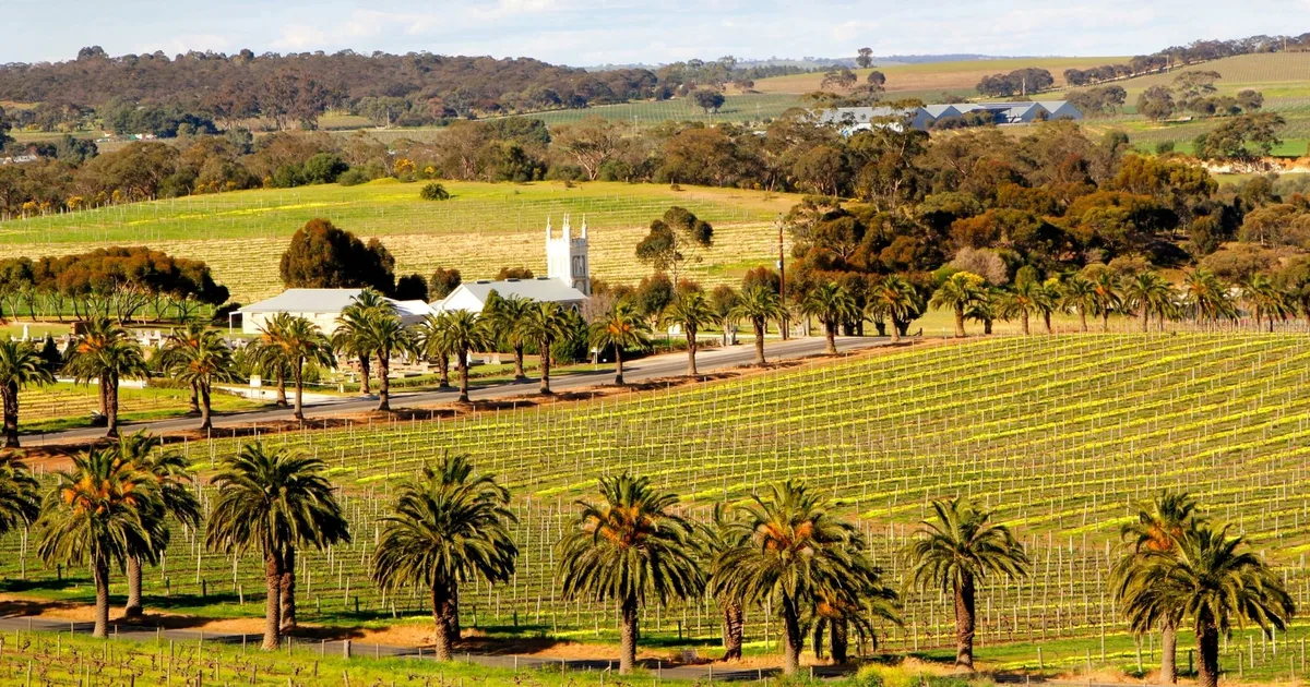 Palm-lined vineyard road through the Barossa Valley, the kind of route a wine tour drives between cellar doors